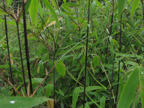 Fargesia nitida 'Winter Joy' Fargesia nitida 'Winter Joy'