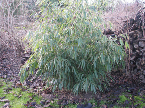 Fargesia robusta 'Pingwu' Fargesia robusta 'Pingwu'