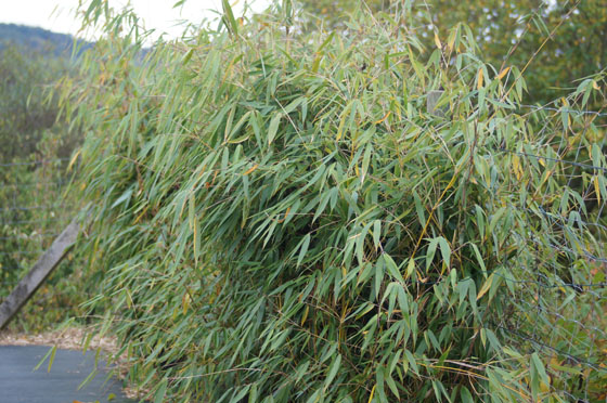 Fargesia robusta 'Wolong' Fargesia robusta 'Wolong'