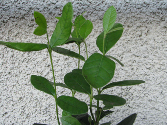 Feijoa sellowiana