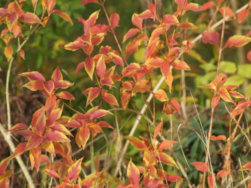 Forsythia ovata