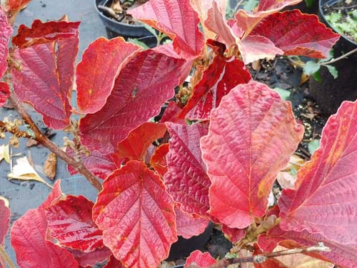 Fothergilla 'Red Licorice' Fothergilla 'Red Licorice'