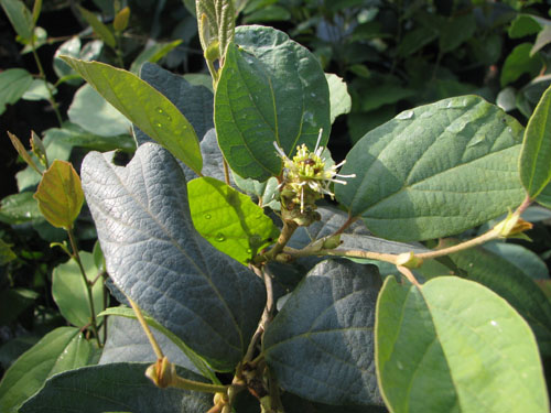 Fothergilla gardenii 'Blue Mist'