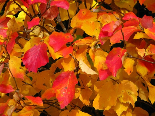 Fothergilla major Fothergilla major