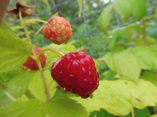 Framboisier 'Blissy Autumn Bliss' Framboisier 'Blissy Autumn Bliss'