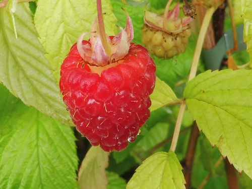 Framboisier 'Enrosadira' Framboisier 'Enrosadira'
