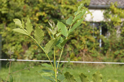 Fraxinus americana