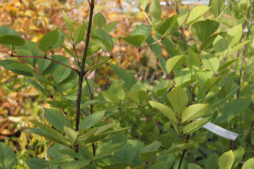 Fraxinus chinensis