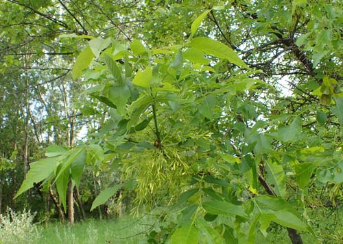 Fraxinus mandshurica var. japonica