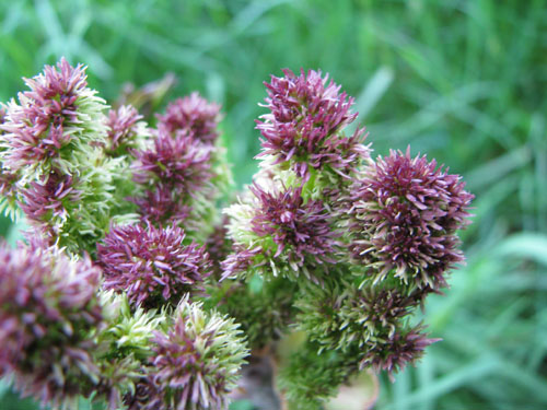 Fraxinus retusa var.henryana