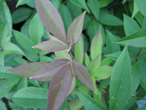 Fraxinus sieboldiana