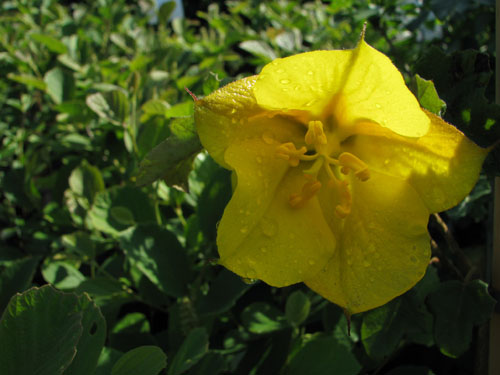 Fremontodendron 'California Glory'