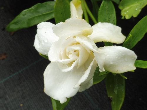 Gardenia jasminoides 'Crown Jewel' Gardenia jasminoides 'Crown Jewel'
