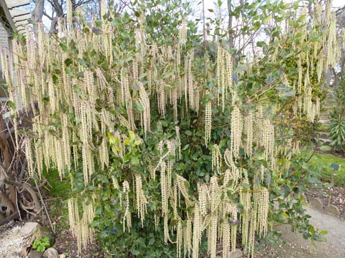 Garrya elliptica Garrya elliptica