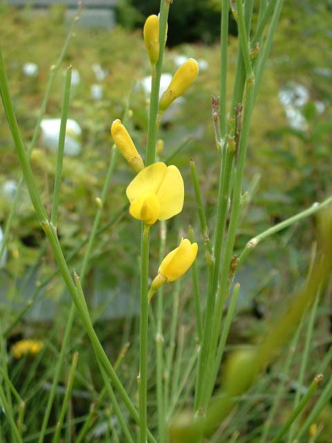 Genista aetnensis Genista aetnensis