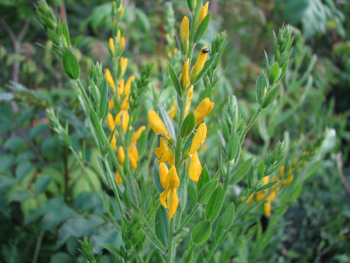 Genista tinctoria