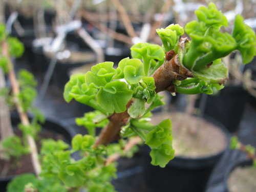 Ginkgo biloba 'Mariken'