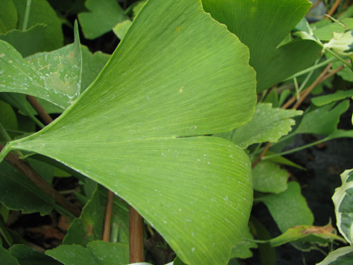 Ginkgo biloba 'Tit'