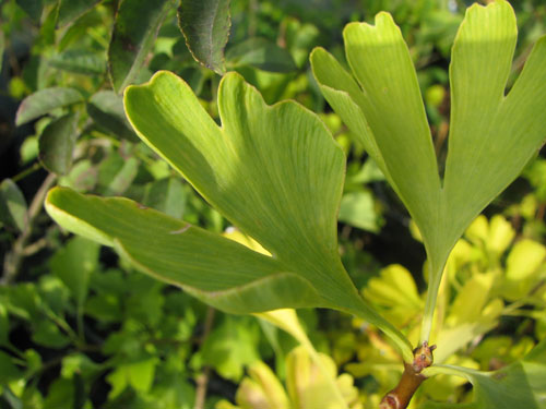 Ginkgo biloba