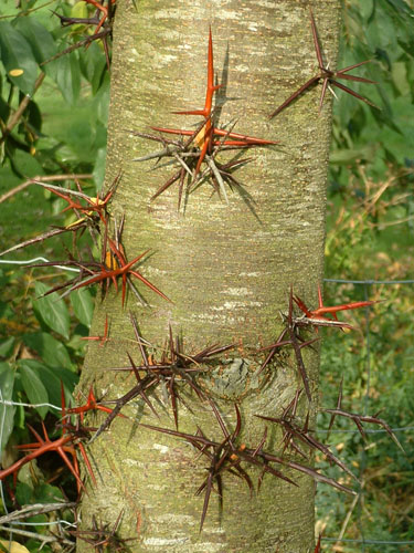 Gleditsia triacanthos