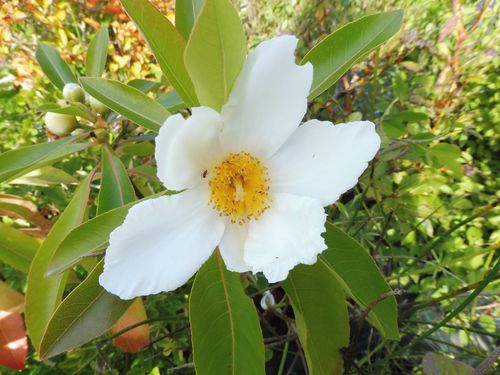 Gordlinia grandiflora