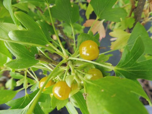 Groseillier 'Orangesse' Groseillier 'Orangesse'