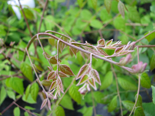 Gymnocladus dioicus Gymnocladus dioicus