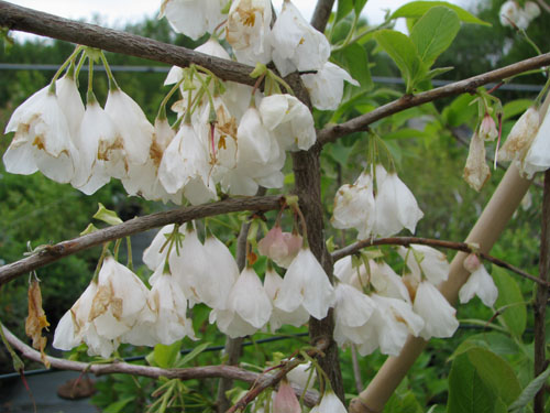 Halesia carolina