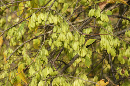 Halesia diptera