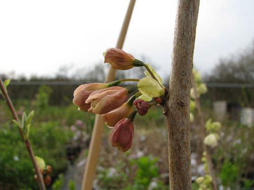 Halesia monticola var. vestita