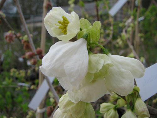 Halesia monticola