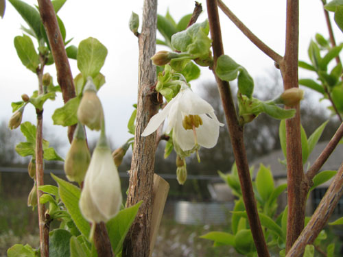 Halesia parviflora Halesia parviflora