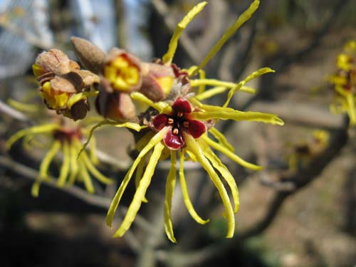 Hamamelis japonica Hamamelis japonica