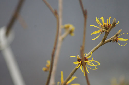 Hamamelis mollis