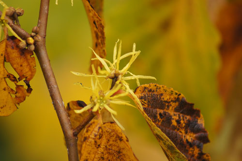 Hamamelis virginiana