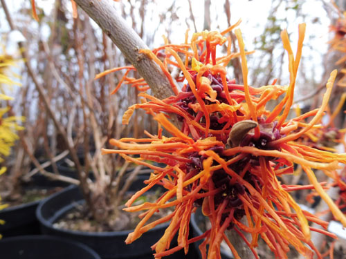 Hamamelis x intermedia 'Aphrodite' Hamamelis x intermedia 'Aphrodite'
