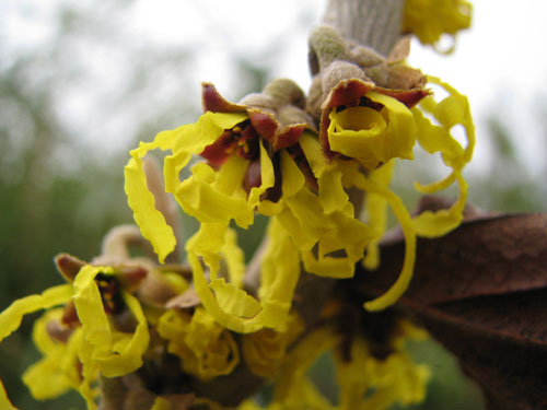 Hamamelis x intermedia 'Arnold Promise'
