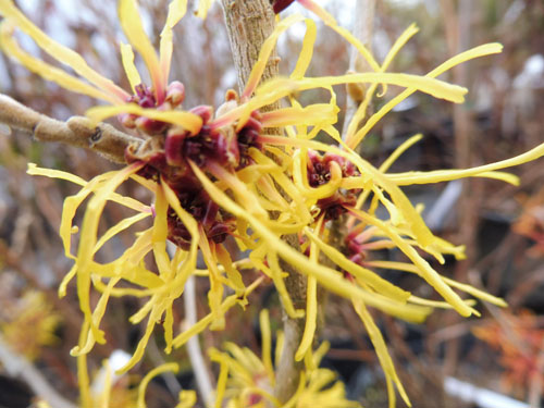 Hamamelis x intermedia 'Barmstedt Gold'