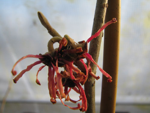 Hamamelis x intermedia 'Carmine Red'