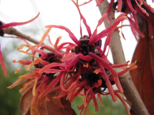 Hamamelis x intermedia 'Diane' Hamamelis x intermedia 'Diane'