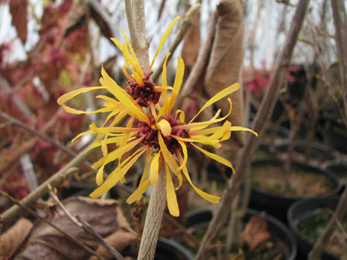 Hamamelis x intermedia 'Harry'