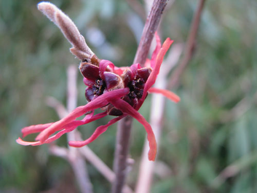 Hamamelis x intermedia 'Livia'