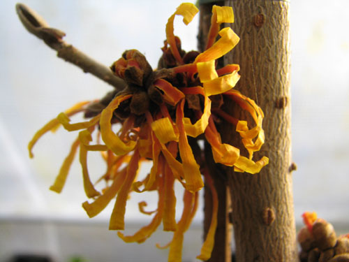 Hamamelis x intermedia 'Orange Peel'