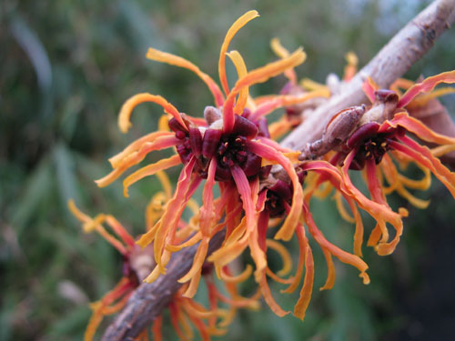 Hamamelis x intermedia 'Orange Beauty'