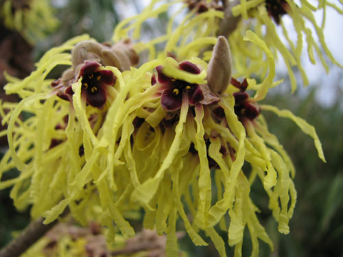Hamamelis x intermedia 'Pallida'