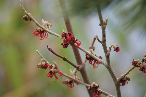 Hamamelis x intermedia 'Rubin' Hamamelis x intermedia 'Rubin'