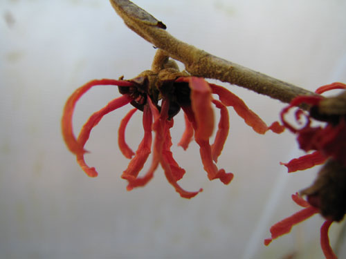 Hamamelis x intermedia 'Ruby Glow'