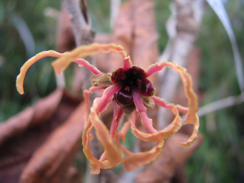 Hamamelis x intermedia 'Spanish Spider' Hamamelis x intermedia 'Spanish Spider'