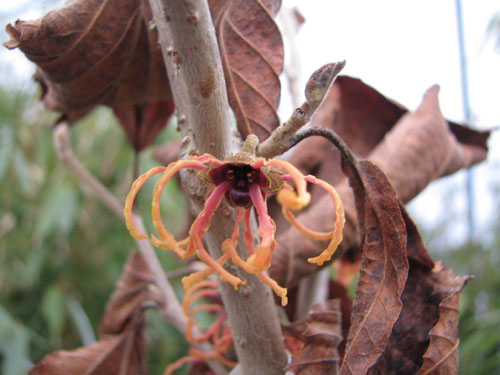 Hamamelis x intermedia 'Strawberries and Cream' Hamamelis x intermedia 'Strawberries and Cream'