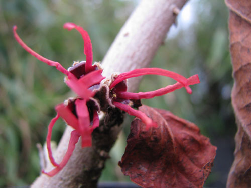 Hamamelis x intermedia 'Twilight'